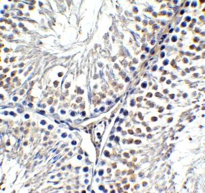 Immunohistochemistry-Paraffin: AMID Antibody - BSA Free [NBP3-18132] - Immunohistochemical analysis of paraffin-embedded rat testis tissue using anti-AMID antibody (NBP3-18132) at 1 ug/mL. Tissue was fixed with formaldehyde and blocked with 10% serum for 1 h at RT; antigen retrieval was by heat mediation with a citrate buffer (pH6). Samples were incubated with primary antibody overnight at 4C. A goat anti-rabbit IgG H&L (HRP) at 1/250 was used as secondary. Counter stained with Hematoxylin.